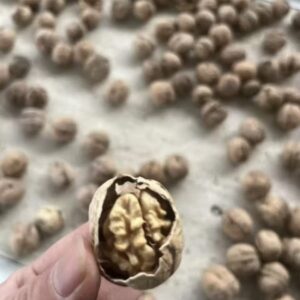 Raw Chinese walnuts in shell and shelled 185 yunaan Xingfeng