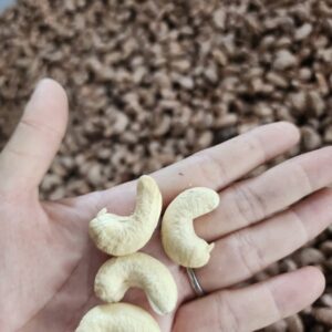 Raw inshell and shelled Cashews W320 W450 LWP SP