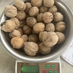 Raw Chinese walnuts in shell and shelled 185